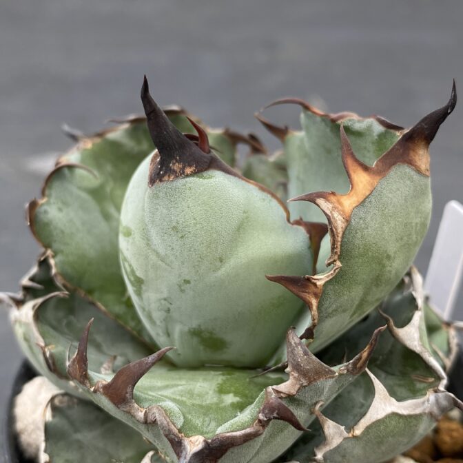 アガべ　ブラックアンドブルー