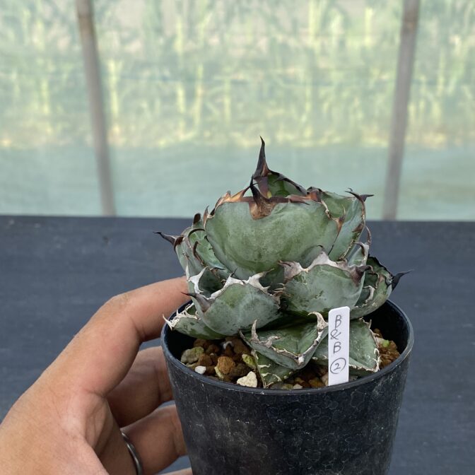 アガべ　ブラックアンドブルー