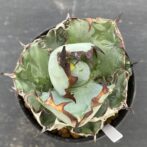 アガべ　ブラックアンドブルー