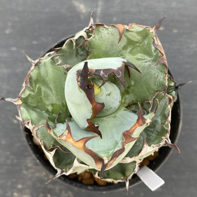 アガべ　ブラックアンドブルー