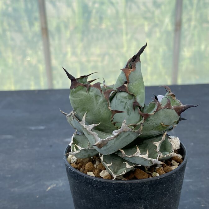 アガべ　ブラックアンドブルー