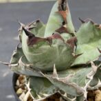 アガべ　ブラックアンドブルー