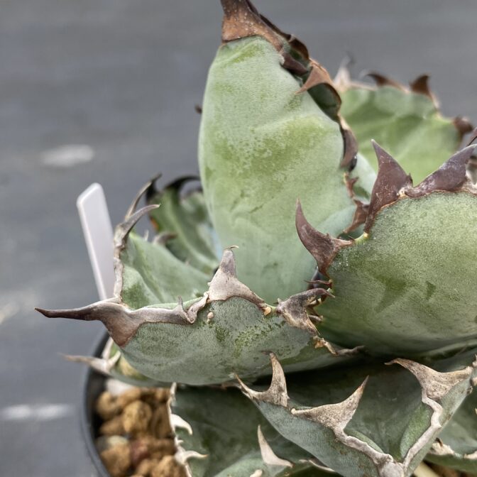 アガべ　ブラックアンドブルー