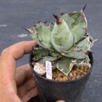 アガべ　ブラックアンドブルー