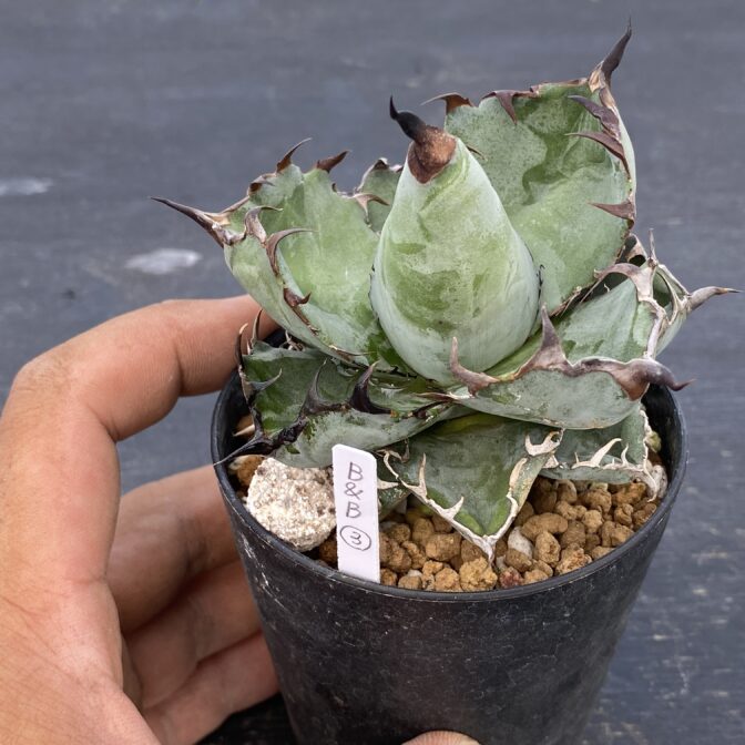 アガべ　ブラックアンドブルー