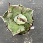 アガべ　ブラックアンドブルー