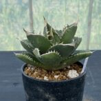 アガべ　SAD　サウスアフリカダイアモンド