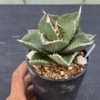 アガべ　SAD　サウスアフリカダイアモンド