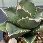 アガべ　SAD　サウスアフリカダイアモンド