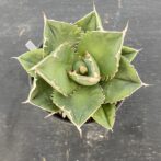 アガべ　SAD　サウスアフリカダイアモンド