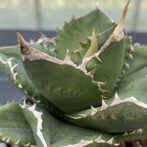 アガべ　SAD　サウスアフリカダイアモンド