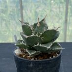 アガべ　SAD　サウスアフリカダイアモンド