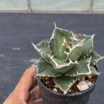 アガべ　SAD　サウスアフリカダイアモンド