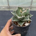 アガべ　SAD　サウスアフリカダイアモンド