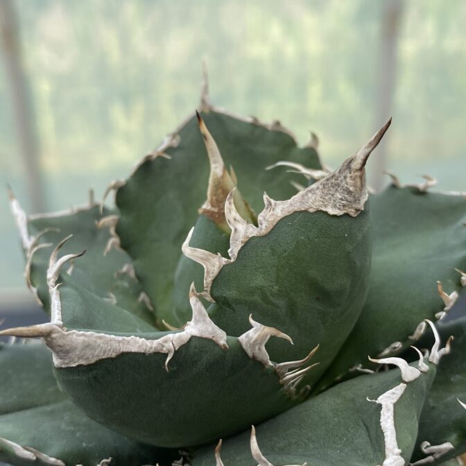 アガベ SAD ② | 植物でワクワクを｜BOTANICAL BOX