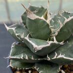 アガべ　SAD　サウスアフリカダイアモンド