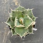 アガべ　SAD　サウスアフリカダイアモンド