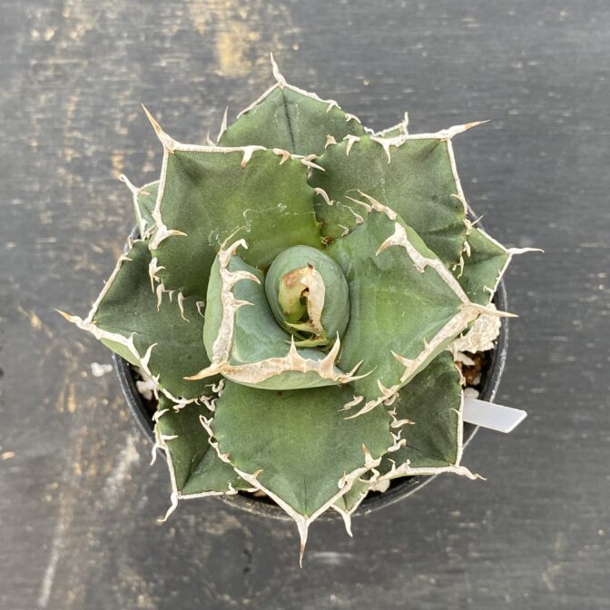 アガベ SAD2頭 コレクション株 子株付き アガベ SAD2頭 コレクション株 子株付き