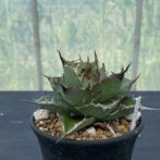 アガべ　ハデス