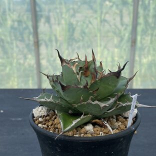 アガベ ハデス ①（コンディションB）