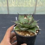 アガべ　ハデス