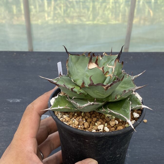 アガべ　ハデス