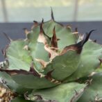 アガべ　ハデス