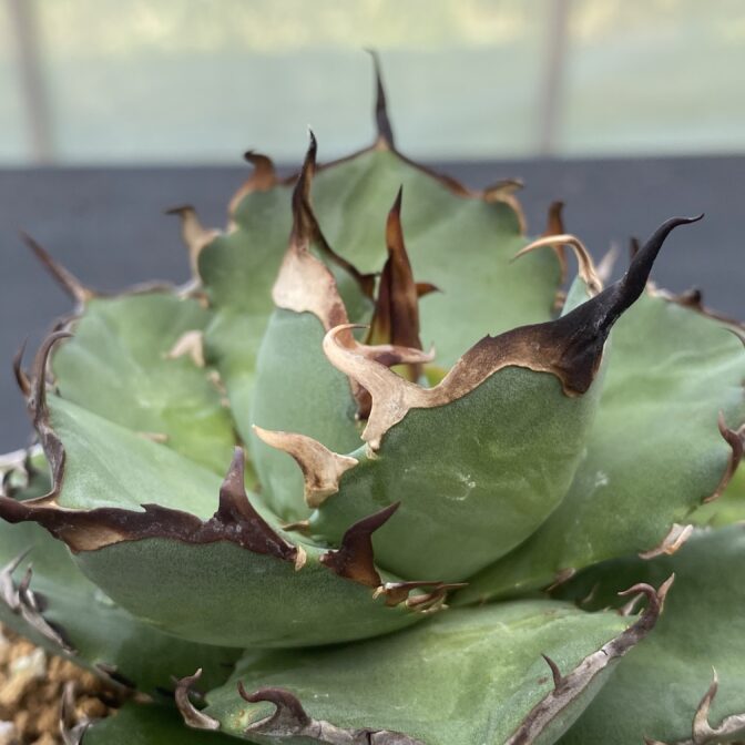 アガべ　ハデス