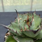 アガべ　ハデス