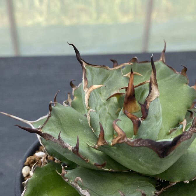 アガべ　ハデス