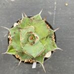 アガべ　ハデス