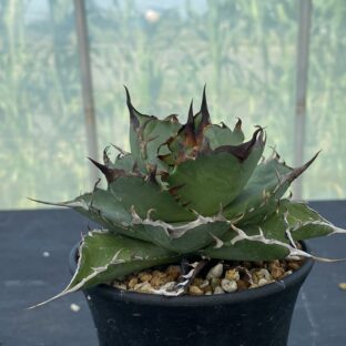アガベ ハデス ②（コンディションB）