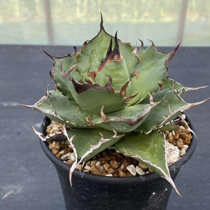 アガべ　ハデス