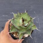 アガべ　ハデス