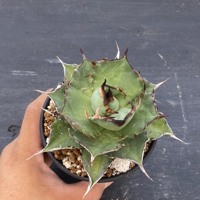 アガべ　ハデス