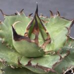 アガべ　ハデス