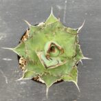 アガべ　ハデス