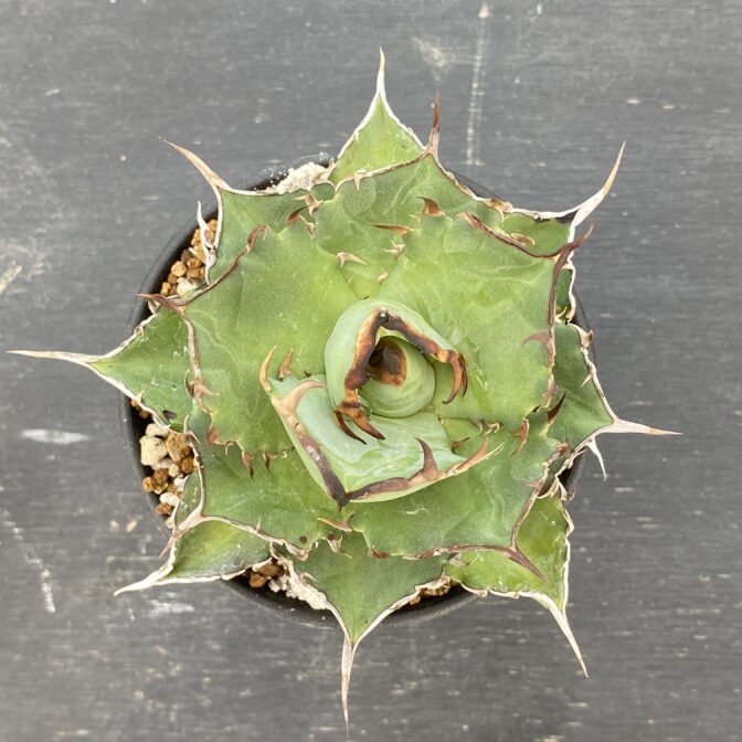 アガべ　ハデス