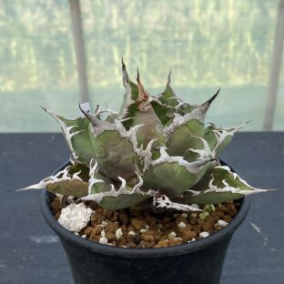 アガベ シーザー ①