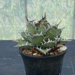 アガベ シーザー ②