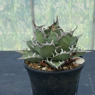 アガベ シーザー ②