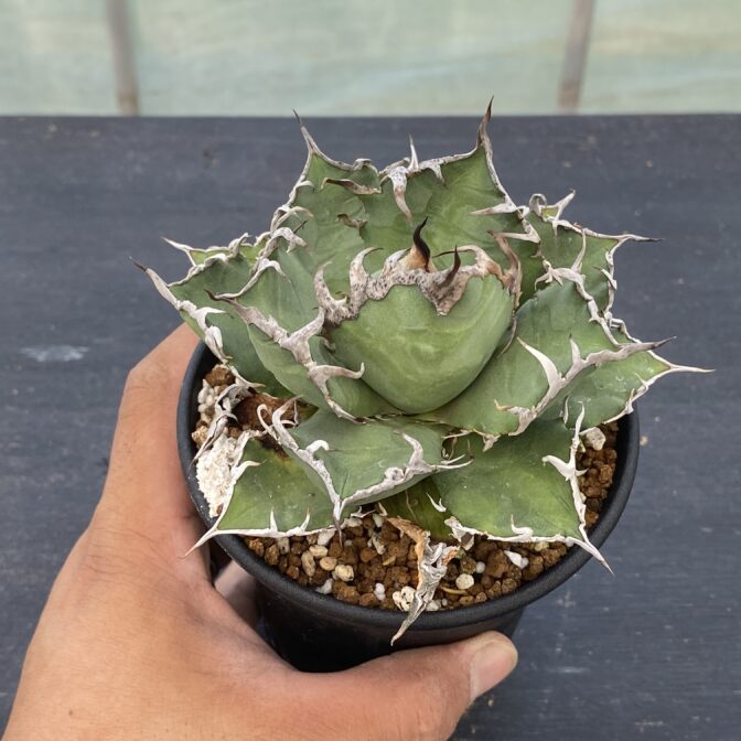 アガベ　シーザー