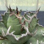 アガベ　シーザー