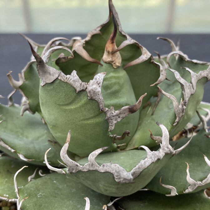 アガベ　シーザー