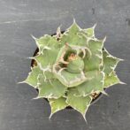 アガベ　シーザー