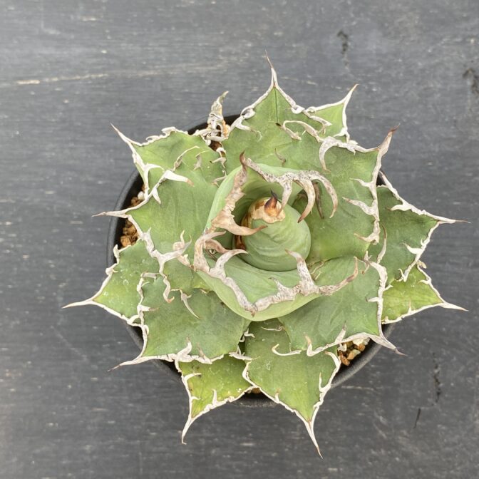 アガベ　シーザー