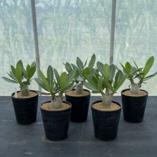 アデニウム アラビカム