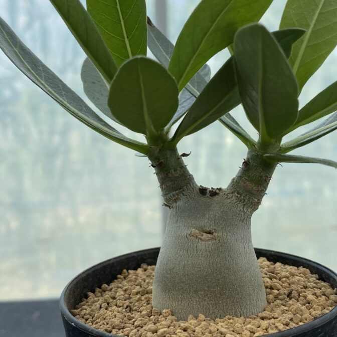 アデニウム　アラビカム アデニウム アラビカム | 植物でワクワクを｜BOTANICAL BOX