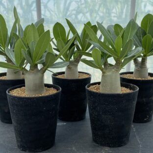 アデニウム オベスム