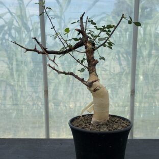 非公開: コミフォラ カタフ ピュア （ソマリア） ②